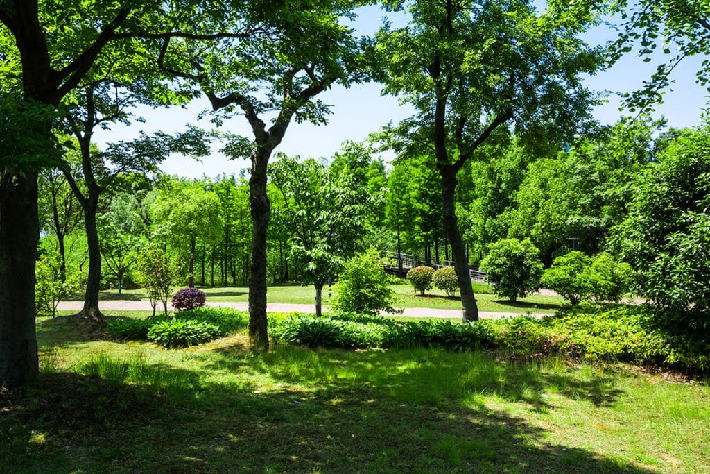 Forestal Park Tenerife